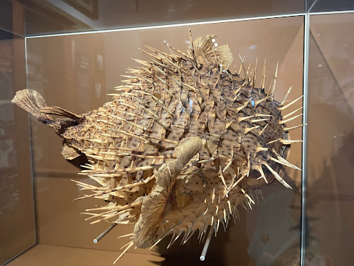 Cairns Museum - Thumbnail