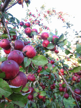 Eve's Cidery by null