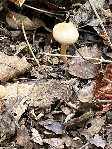 Trails near Black Creek - Thumbnail