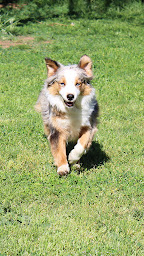 Photo n°15 de Elevage Mas du Grand Sauvage , Berger Américain Miniature à Le Cailar (Centre de randonnée équestre)