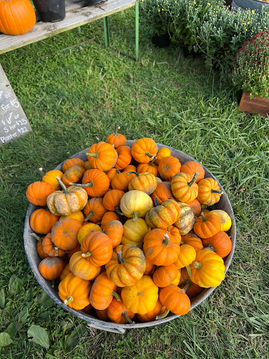 PV's Pumpkin Patch - Visual