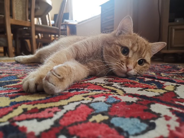 NEKO - Weterynarz