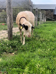 Photo n°3 de La Ferme de Brossard à Lanteuil (Zoo)