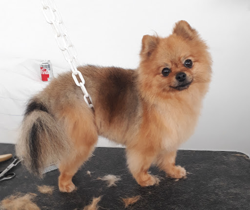 Esprit Canin - Toilettage et petsitting SOSPEL - Thumbnail