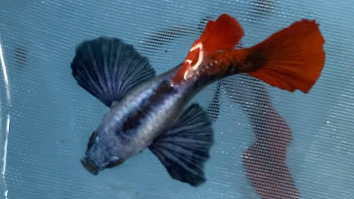 Dwitara Fish Bali (Molly, Platy, Brushmouth, & Guppy Bali)