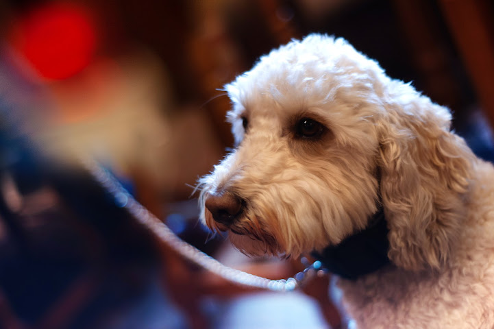 The Kingslodge Inn by null