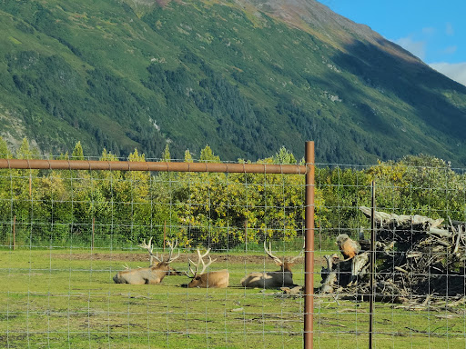 Moose Exhibit - Visual
