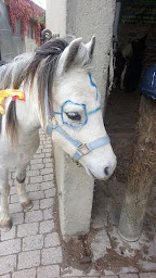 Photo n°27 de FERME DE LA DAME BLANCHE à Chaponost (Centre équestre)