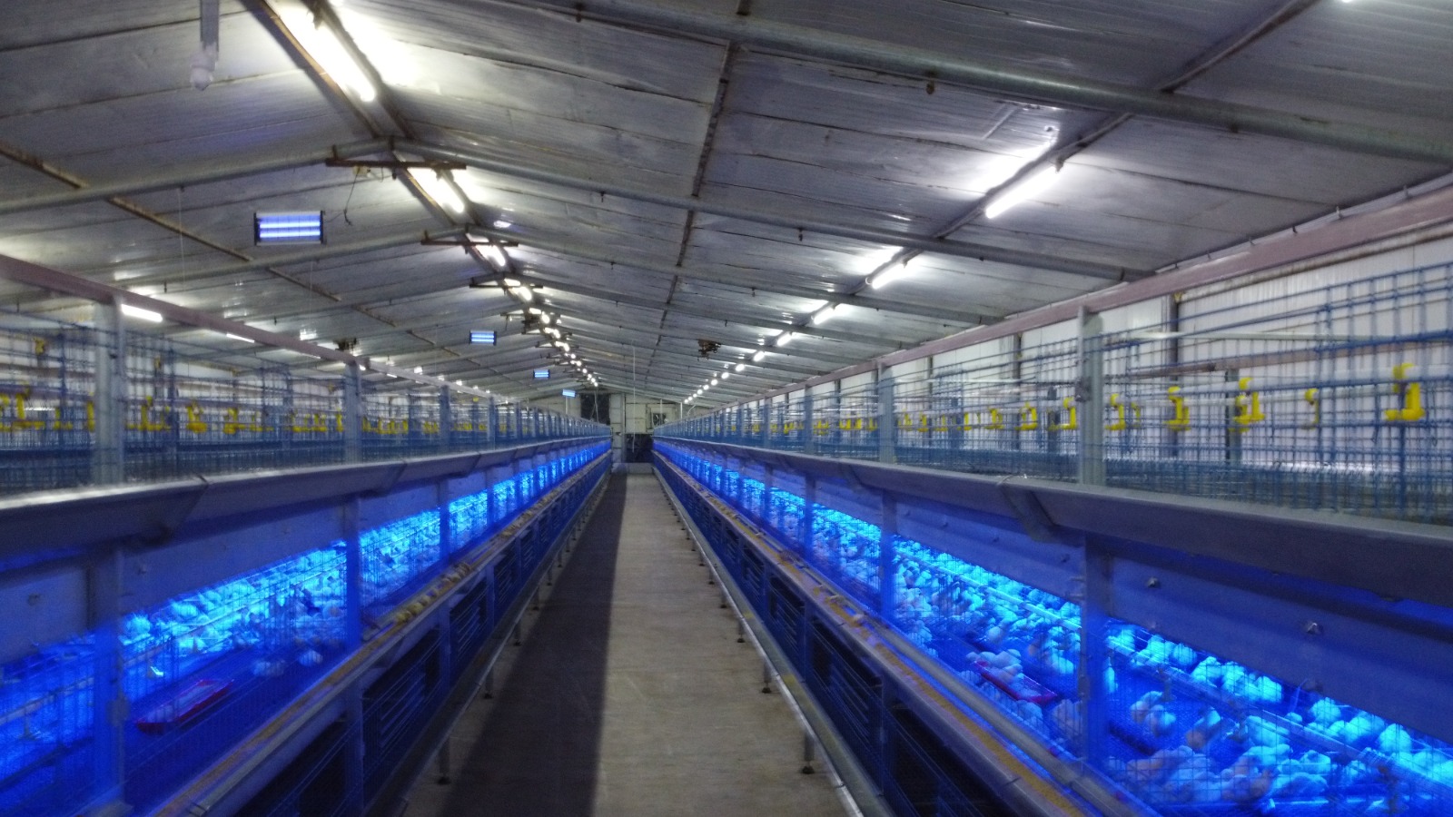 مزرعة النجاح لدواجن