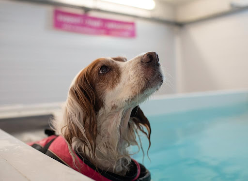 Woozelbears Witney - Canine Hydrotherapy, Rehabilitation and Grooming