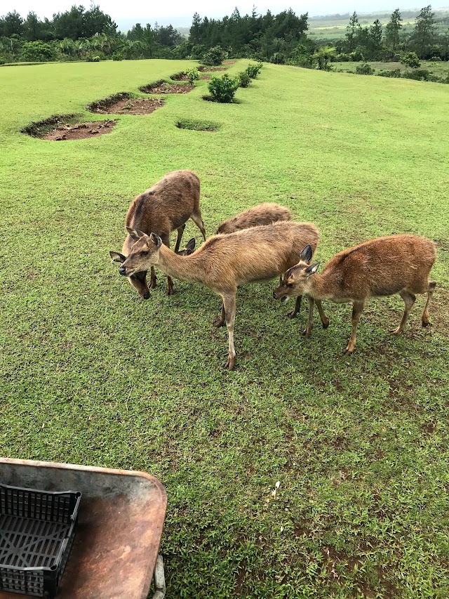 Bois Cheri Tea Factory