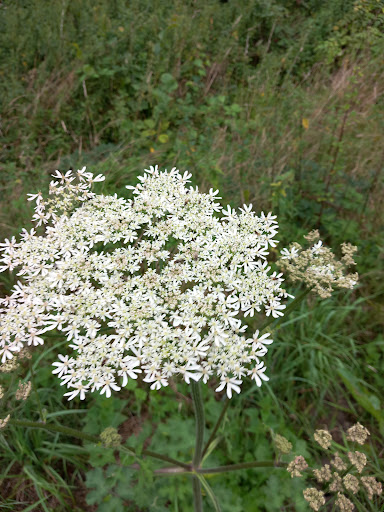 Natuurgebied Koeweiden - Thumbnail