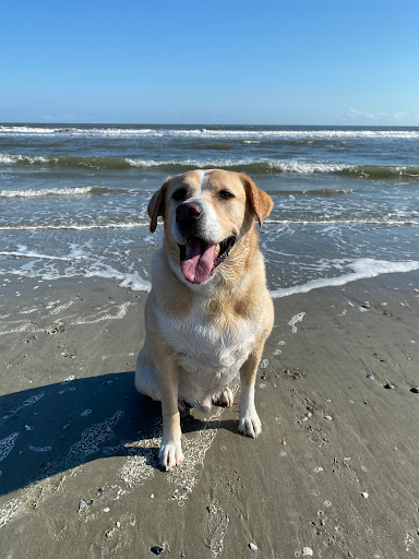 Brighton Animal Hospital Gallery - United States