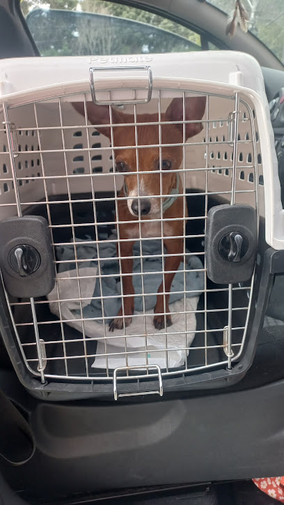 Taxi Dog & Pet Sitter  ‍⬛  ‍   