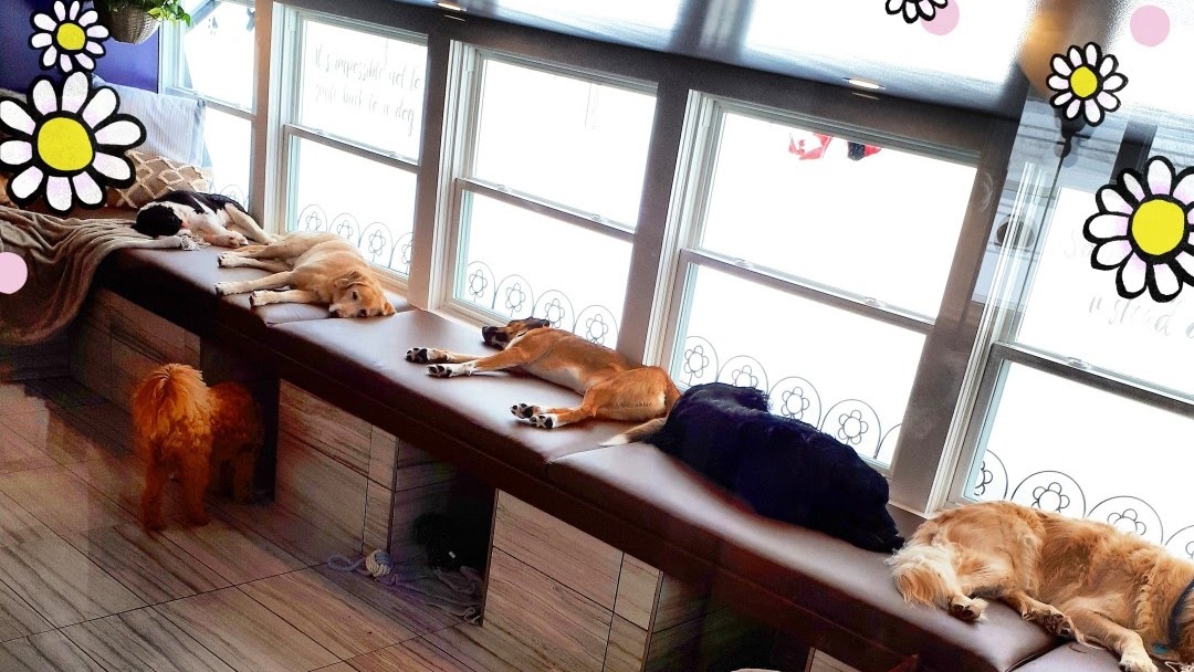 Chris's dog hotel no top cages luxury pet resort