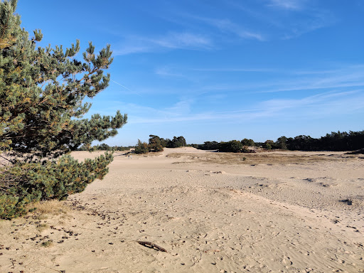 Het Kootwijkerzand - Thumbnail