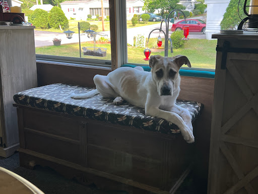 Humane Society for Greater Nashua - Thumbnail