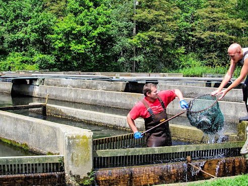 Sunburst Trout Farms And Market by null