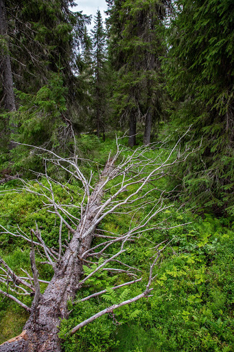 Siksjö - Visual