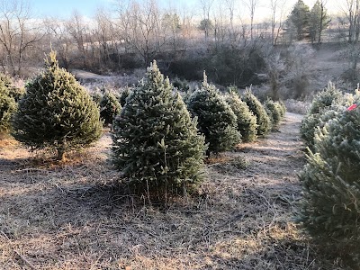 U-Pick Christmas Trees at Dogwood Tree Farm