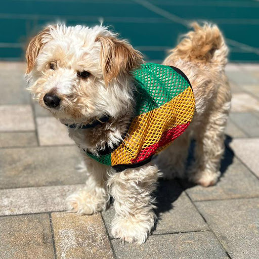 Paw Wear Dog Mesh