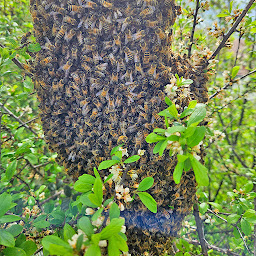 Photo n°16 de Besacier Apiculture à Renaison (Fournisseur de matériel agricole)