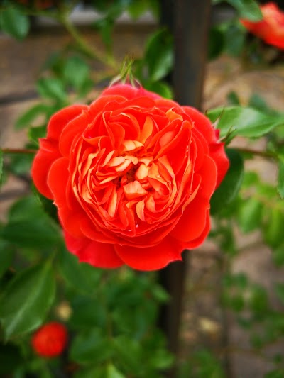 Giardino delle Rose