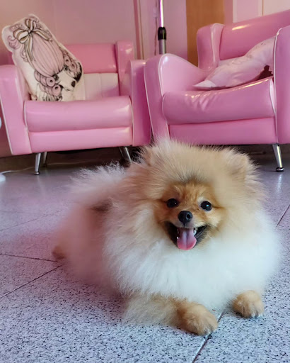 Miss Groomer - Pet Salon - Thumbnail