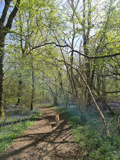 Edolph's Copse Logo