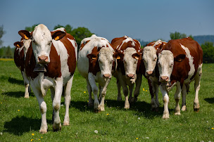 Photo n°13 de Coopérative Fromagère du Plateau de Bouclans - Fromagerie de Besançon à Roche-lez-Beaupré (Fournisseur de produits laitiers)
