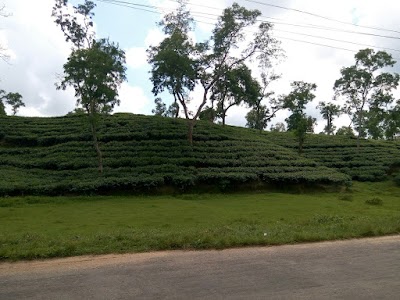 Photos of Shatgaon Tea Factory