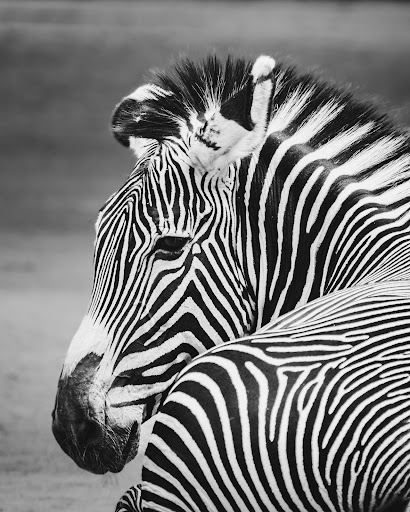 Zebras, Antilopen - Thumbnail