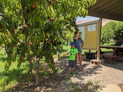 McLean Farms Peach Ice cream