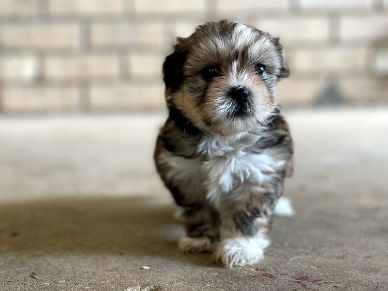 Tiny Tales kennel photo