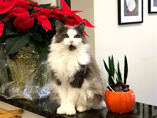 Pearl Veterinary Hospital - Thumbnail