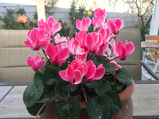Abarrotes blanquita - Thumbnail