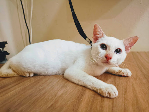 Meow papa Cat Hotel
