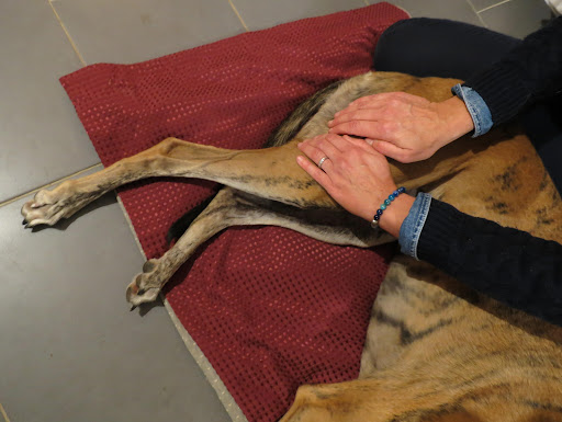 Pascaline COSSY - Masseuse Equin & Canin - Thumbnail