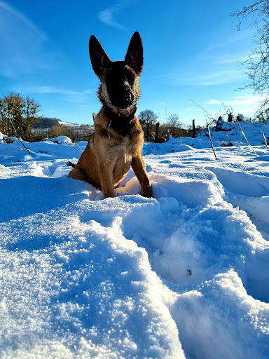 Educateur canin - Dressage - Socialisation - Comportementaliste - Gallery - France