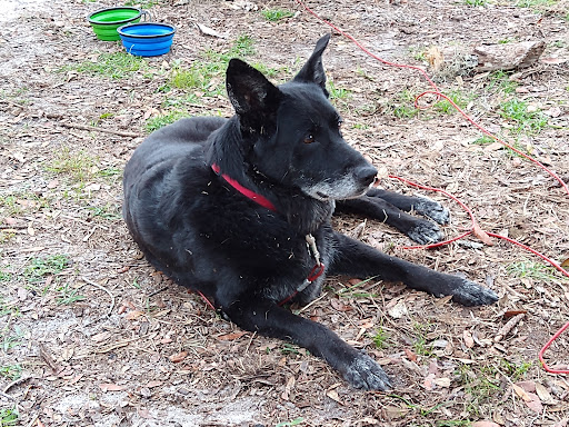 Island Animal Hospital in Merritt Island - Thumbnail