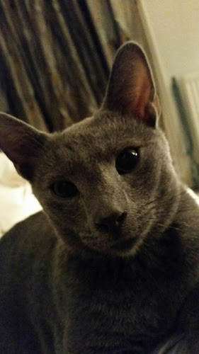 Reviews of The Oxford Cat Clinic in Oxford - Veterinarian