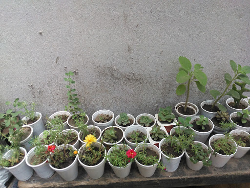 Huerta Y Vivero Orgánico El Pachacutec - Foto 1