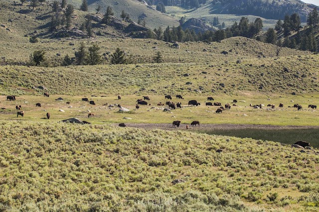 Lamar Valley