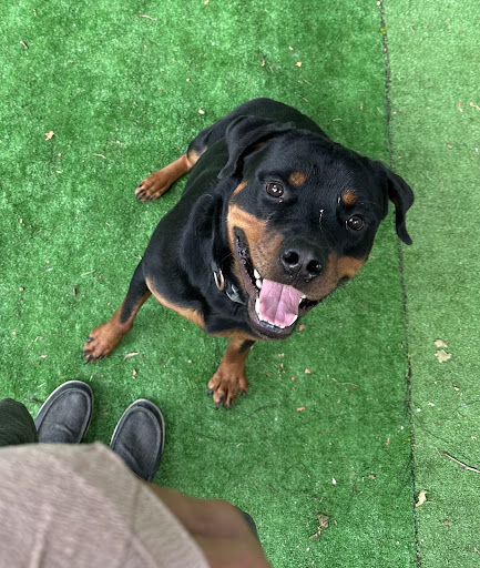 Tanks Place Dog Boarding & Daycare - Thumbnail