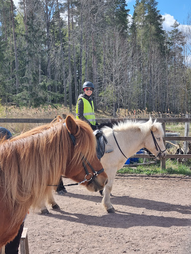 Iskrokens Icelandic horses