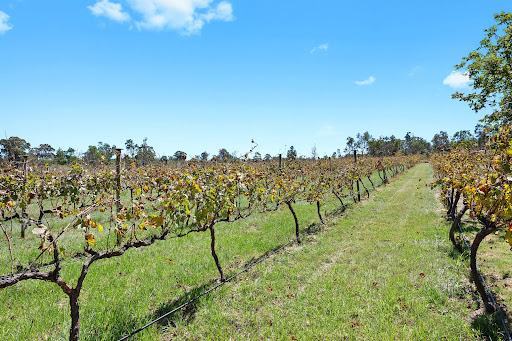 Ravenscroft Vineyard - Thumbnail