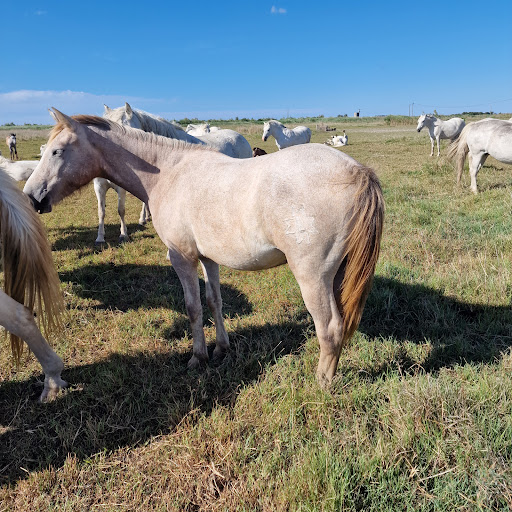 Visite Manade Camargue Camargu'oustau - ARLES - Thumbnail