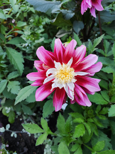Motivrabatten / Theme flowerbed - Thumbnail