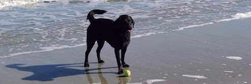 Photo of The Salty Paw