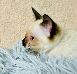 Photo n°10 de Chatterie Diamond Life & Love Deluxe - Elevage de chats Thai et Siamois à Valderoure (Naturopathe)